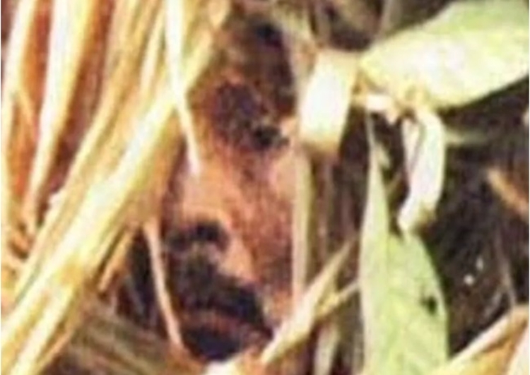 Foto: Reprodução/Funai