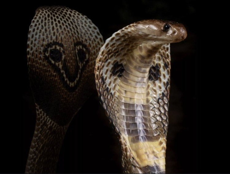 Foto: Somasekar Seshagiri/Nature