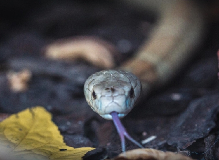 Foto: Ivan Mattos/Zoológico de Brasília