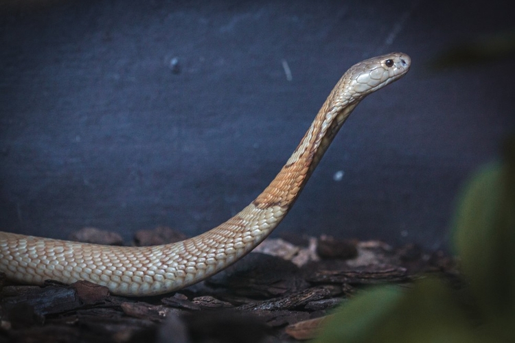 Foto: Ivan Mattos/Zoológico de Brasília