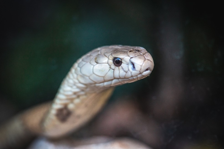 Foto: Ivan Mattos/Zoológico de Brasília