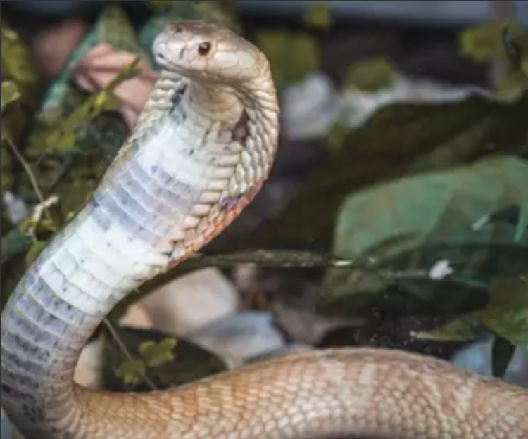 Foto: Ivan Mattos/Zoológico de Brasília