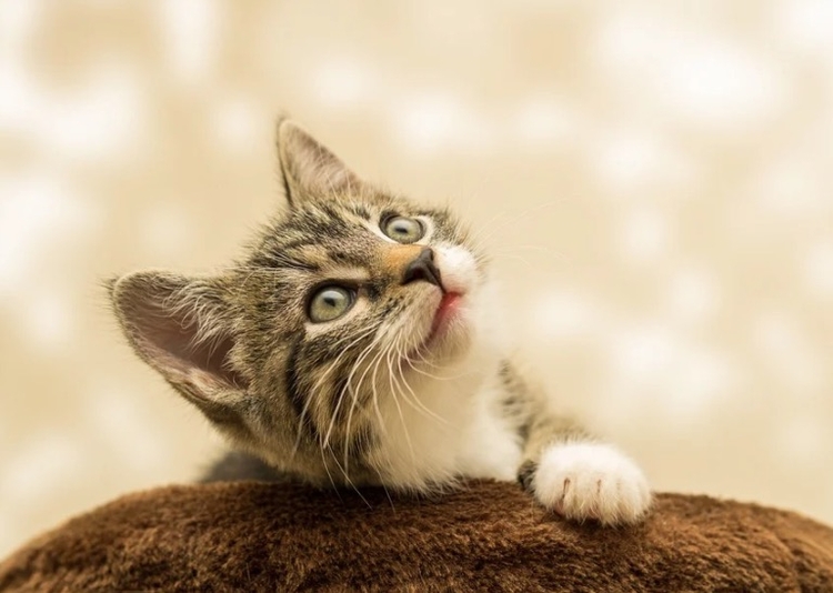 Foto: Ilustrativa/ Pixabay