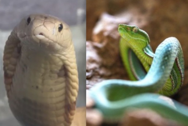 Foto: TV Globo/Fundação Zoológico de Brasília/Divulgação