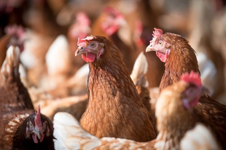 Santa Catarina retomou crescimento nas exportações de carne de frango – Foto: Reprodução/Pixabay