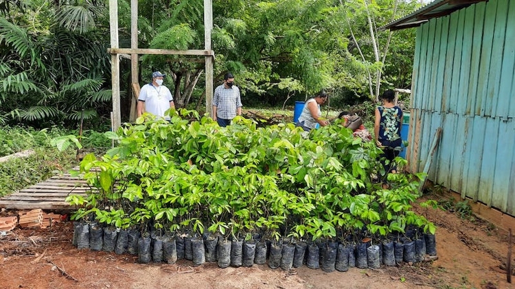 Iniciativa visa a incentivar produção de guaraná na região 0 Foto: Divulgação/Idam
