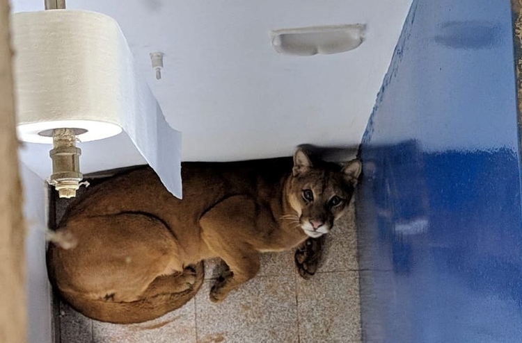A onça foi confinada em segurança em banheiro enquanto resgate não é realizados — Foto: Corpo de Bombeiros / Divulgação