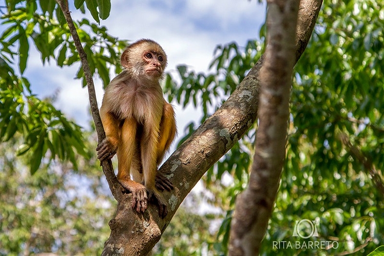 Descrita nova espécie de macaco que só existe na Amazônia