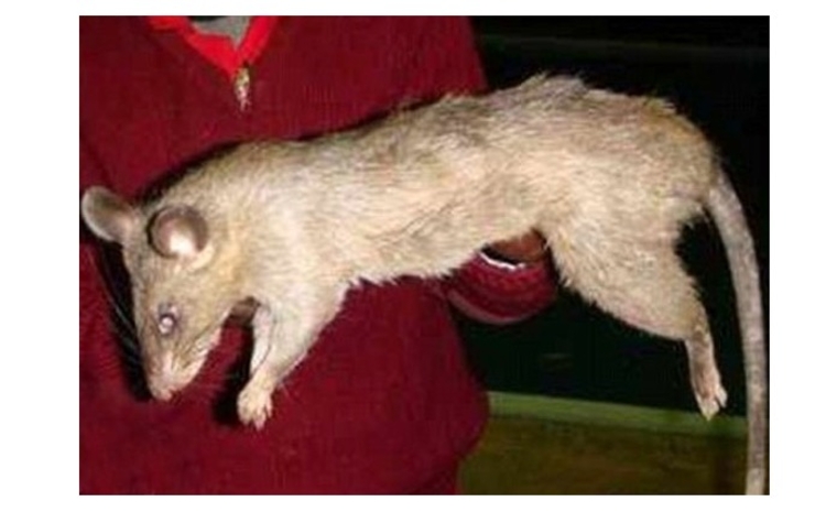 Bebê é comido vivo por rato gigante dentro da própria casa
