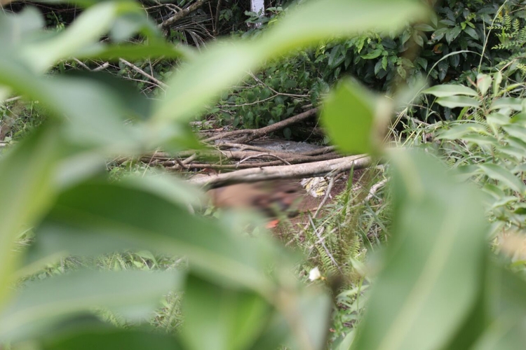 Foto: Pedro Braga Jr. 