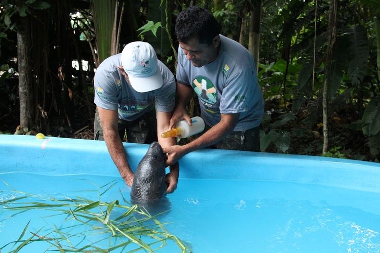 Foto: Divulgação / Inpa