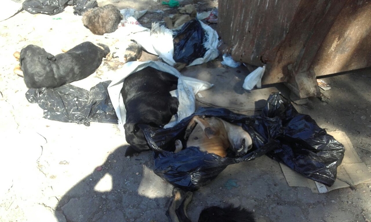 Foto: Pedro Braga Júnior/Portal do Holanda