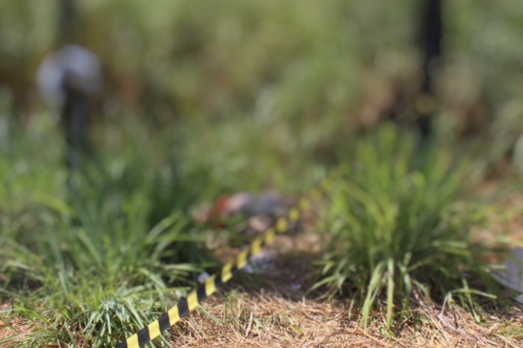 Foto: Portal do Holanda