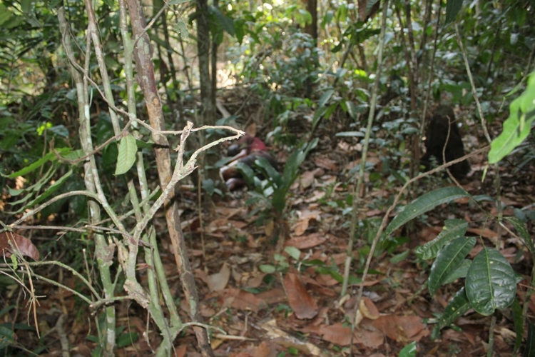 Foto: Portal do Holanda
