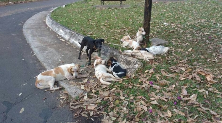 Foto: Júnior Quintero/Acontece Botucatu 