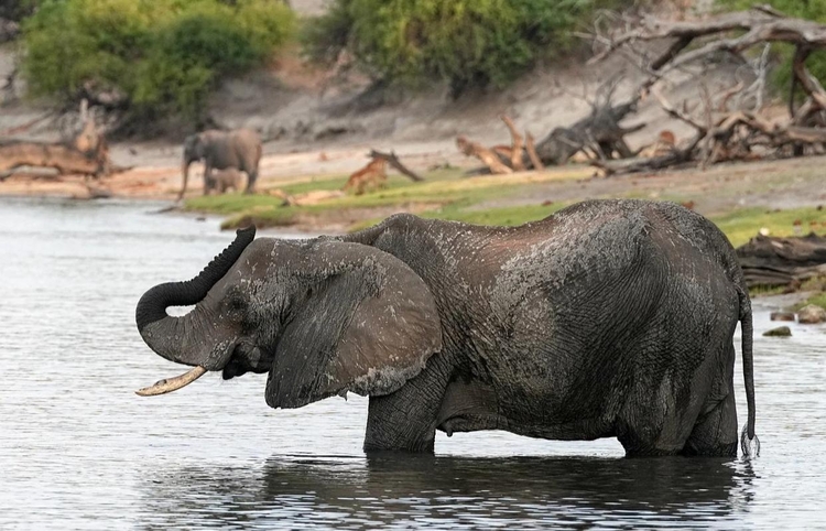 Animal estava com o filhote - Imagem: Ilustrativa/Pixabay