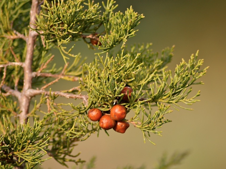 Foto: Reprodução/Juniperus phoenicea