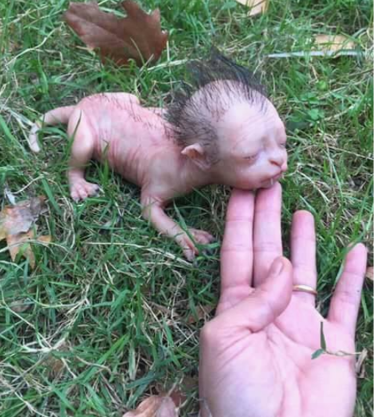Foto: Reprodução/Redes Sociais