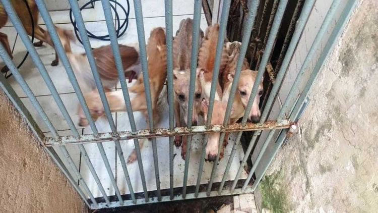 Foto: Reprodução PMA