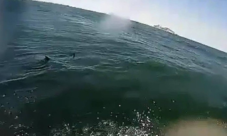 Tubarão é flagrado na Barra da Tijuca por praticante de kite surfe - Marcelo Areias / Reprodução
