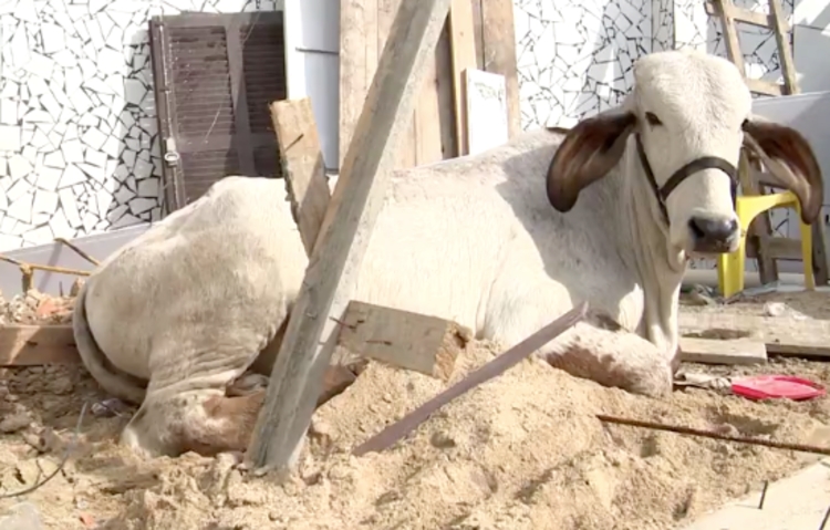 Foto: Reprodução/Tv Globo