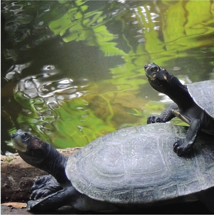 Foto: Instagram Bosque da Ciência