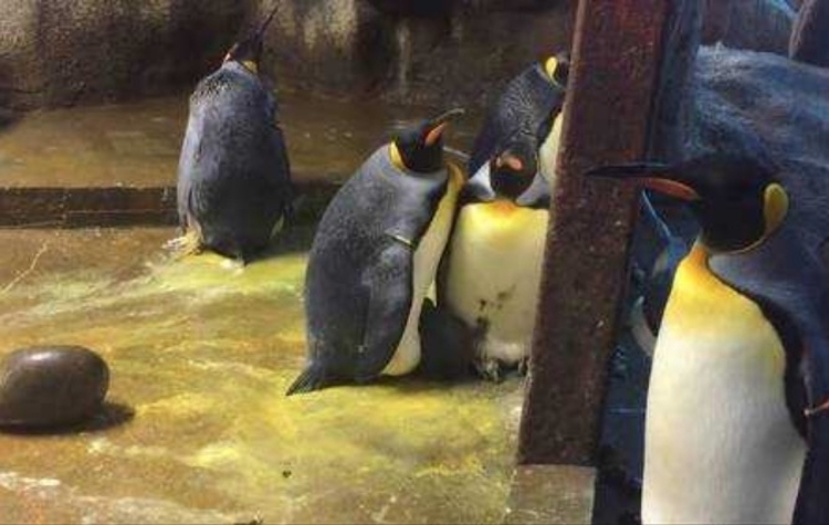 Foto: Reprodução/Facebook(Odense Zoo)