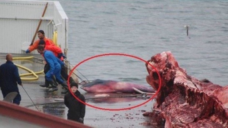 Foto: Sea Shepherd UK