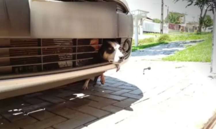 Foto: Arquivo pessoal/Nelson Bonatto