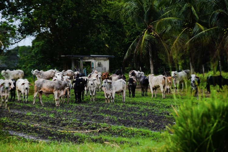 Foto: Roberto Carlos/Secom