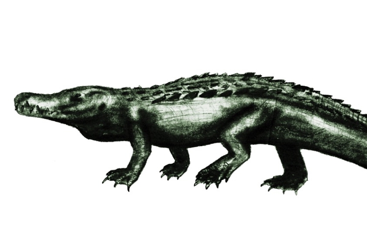  Uma das espécies de Purussaurus foi descrita: P. brasiliensis (imagem ilustrativa), o maior de todos, da Fm. Solimões (Mioceno Tardio do Acre) – Ilustração: Ornitholestes via Wikimedia Commons / Domínio público