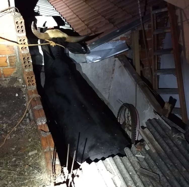 Foto: Júnior Fontana/Arquivo Pessoal