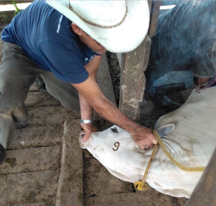 Foto: Divulgação / Adaf
