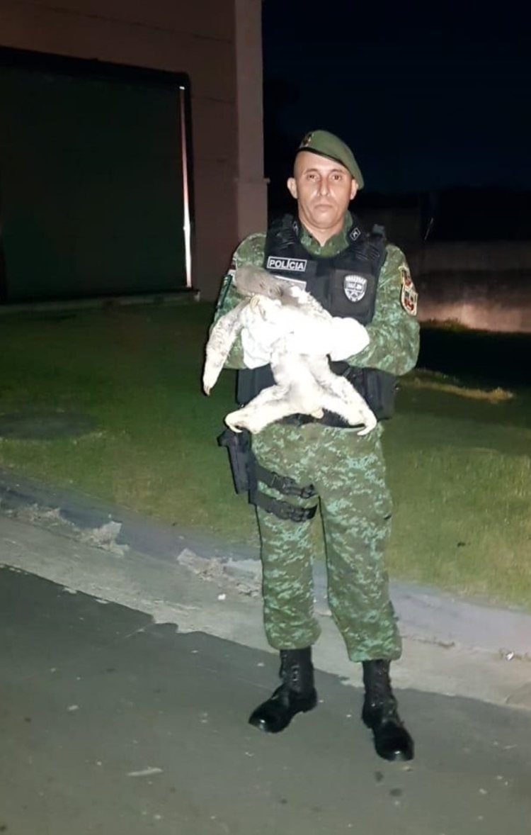 Divulgação Polícia Militar