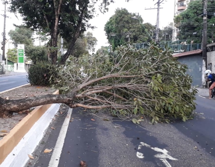 Foto: Divulgação/Manaustrans