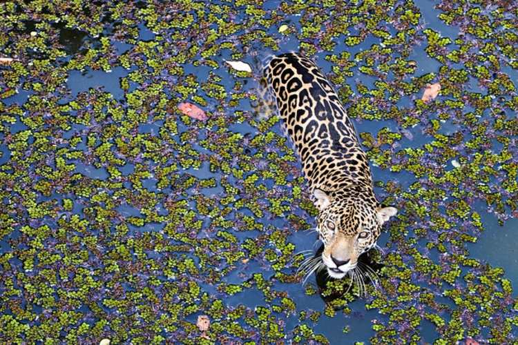 Foto: Leonardo Leão / Manauscult 