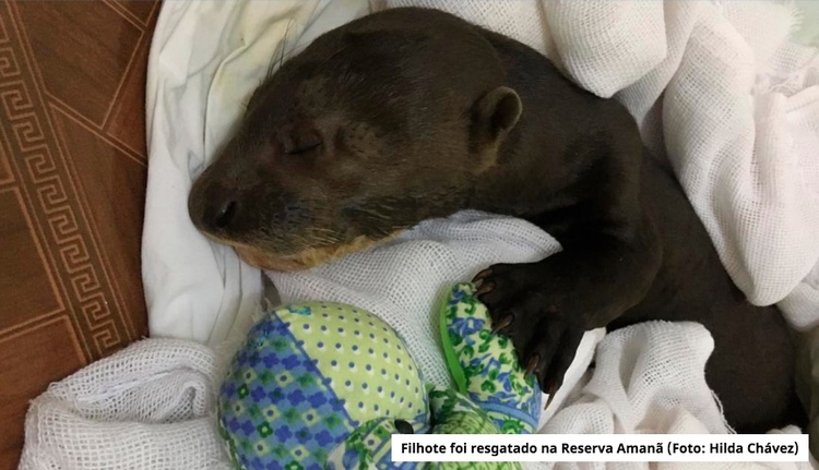 Foto: Divulgação / Instituto Mamirauá 