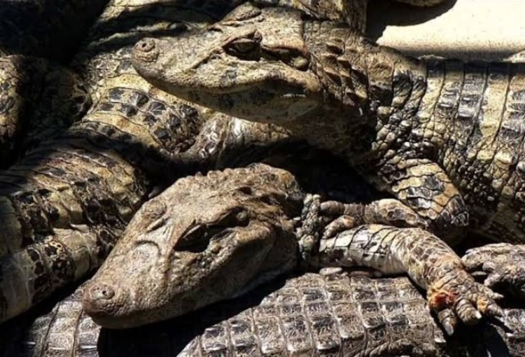 Foto: Reprodução/TV Rio Sul