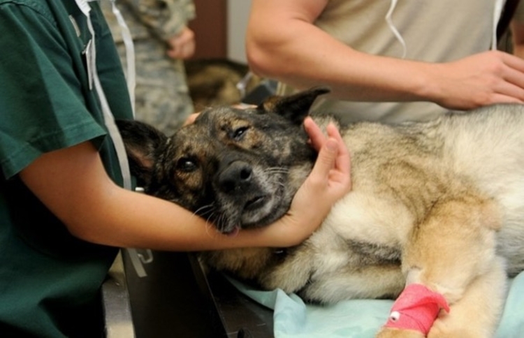 Foto: Reprodução / Pixabay