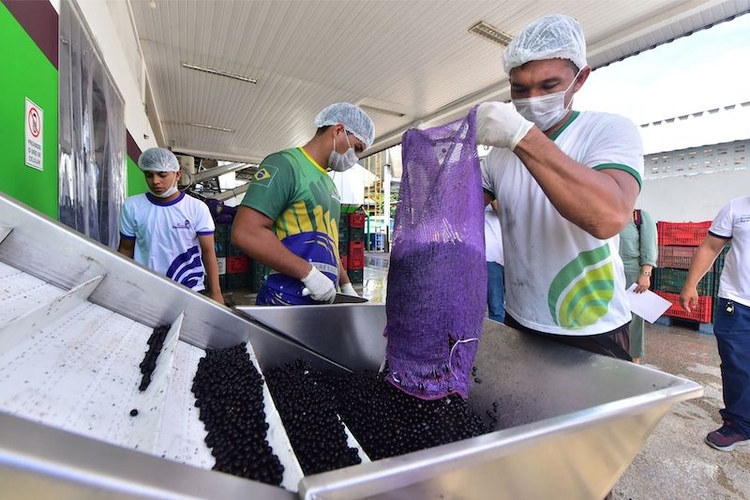 A produção do Rio Preto da Eva deve ser colhida a partir de 2023 - Foto: Tácio Melo/Secom