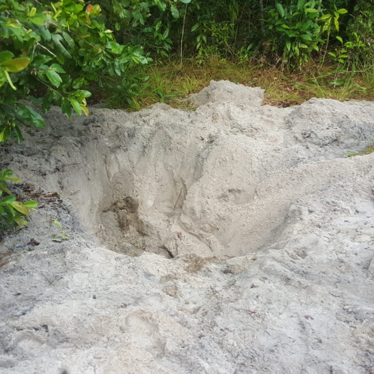 Foto: Altemir Coelho/Portal do Holanda