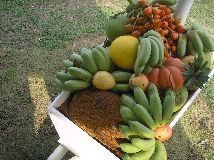 São Gabriel produz banana, mandioca, cupuaçu e abacaxi - Foto: Eustáquio Libório/PH
