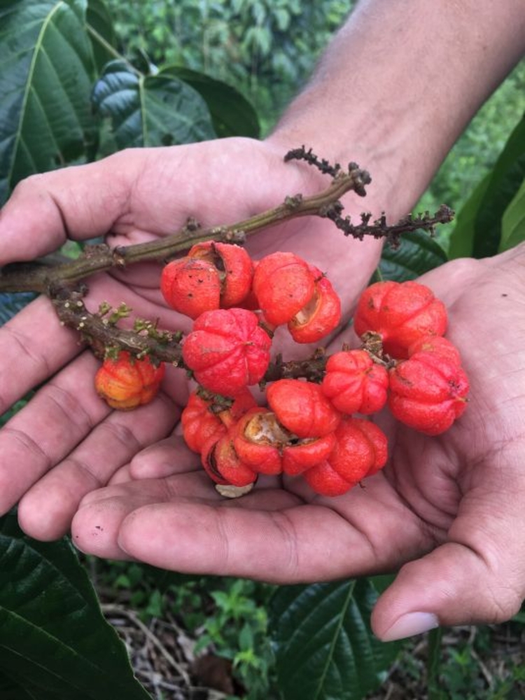 Exportação para EUA e Europa é facilitada pela certificação - Foto: Maísa Maida/FPS