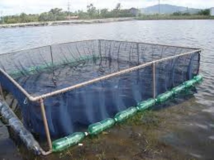 Recursos do CNPq ficaram sem prestação de contas - Foto: Divulgação