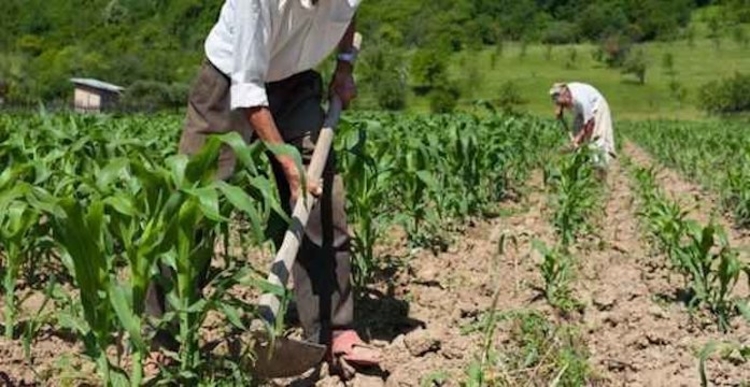 Trabalhador rural deve ter 180 meses nessa atividade - Foto: Divulgação