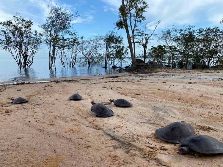 Foto: Polícia Federal AM