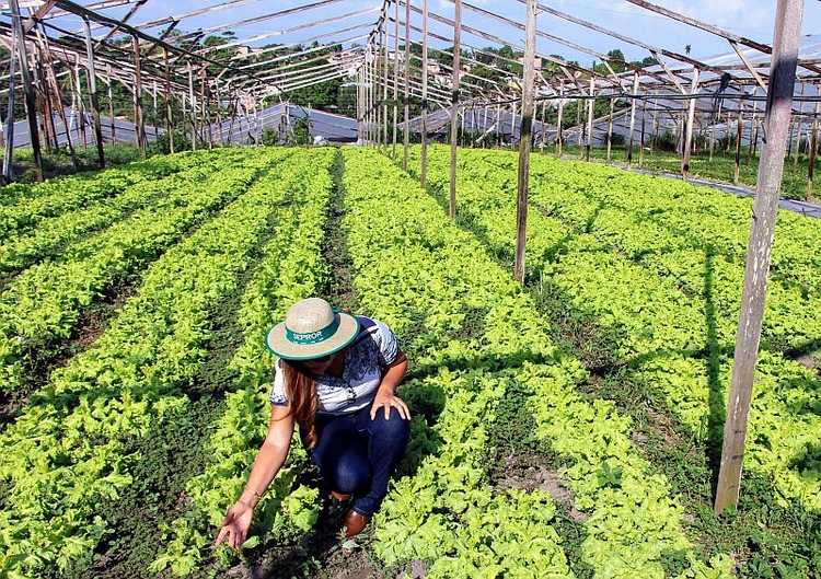 Cartilhas podem ser baixadas do site da Sepror - Foto: Divulgação/Sepror AM