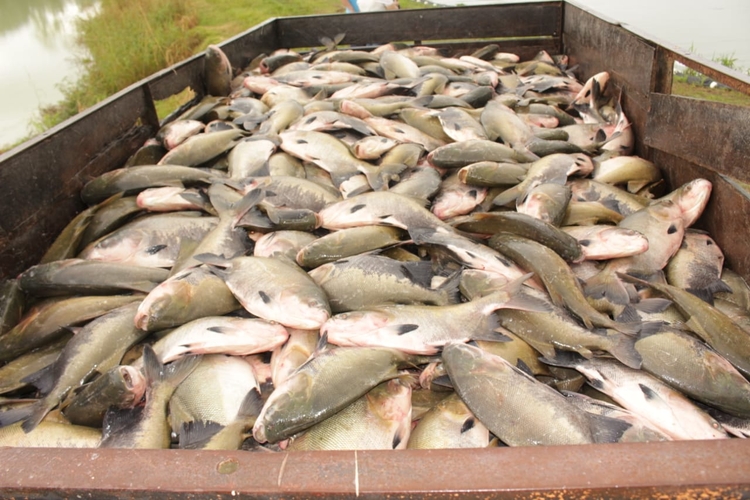 Mercado nacional e internacional compraram cerca de 800 toneladas - Foto: Divulgação/Sepror AM