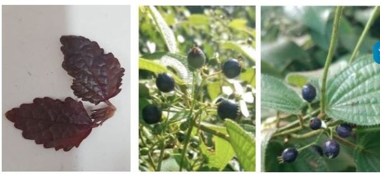 Plantas regionais podem ser aproveitadas para melhorar saúde - Foto: Reprodução/Ufam