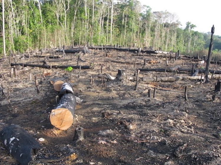 As ações buscam indenização por mais de 231 mil hectares degradados - Foto: Divulgação